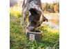 Image of Dog Gear category
