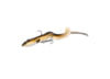 Image of Soft Bait category