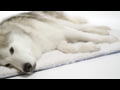 Rumpl Travel Dog Bed