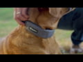 SpotOn GPS Dog Fence Collar