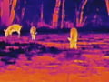 ATN BlazeSeeker Thermal Imaging Monocular View Video