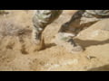 Zamberlan Early Season Hunting Boots, featuring the 4014 Lynx Mid GTX RR BOA all-terrain boot