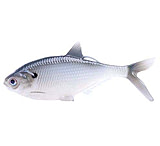 Image of 13 Fishing BAMF Shad Wedge Tail Swimbaits