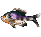 Image of 13 Fishing The Gill Boot Tail Swimbaits