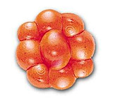 Image of Berkley PowerBait Trout/Steelhead Egg Clusters Soft Bait