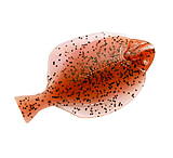 Image of Hogy Flounder