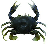 Image of Savage Gear 3D PVC Crab