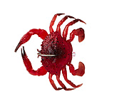 Image of Savage Gear Duratech Crab