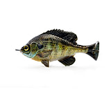 Image of Savage Gear Pulse Tail Bluegill LB Soft Bait