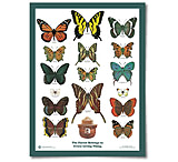 Image of The Landmark Project Butterflies of the Forest Educational Poster