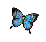 Image of WindNSun Microbutterfly - Blue Morpho