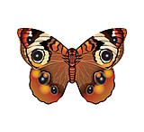 Image of WindNSun Microbutterfly - Buckeye