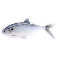 13 Fishing BAMF Shad Wedge Tail Swimbaits