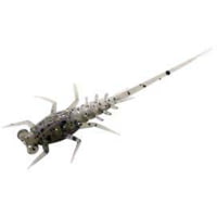 13 Fishing Bernie Panfish Plastics Soft Bait