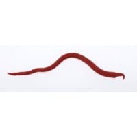 Berkley Gulp! Jerk Shad 7inch Bloodworm 7 in Berkley Gulp! Jerk Shad 7inch Bloodworm 7 in