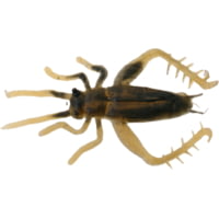 Creme Lures Small Cricket