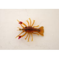 Creme Lures Tru-Lur