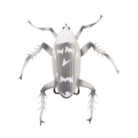 Lunkerhunt Reckless Roach Soft Bait