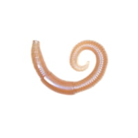 Lunkerhunt River Worm Worm