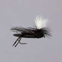 Rainy's Zebra Copper