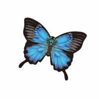 WindNSun Microbutterfly - Blue Morpho