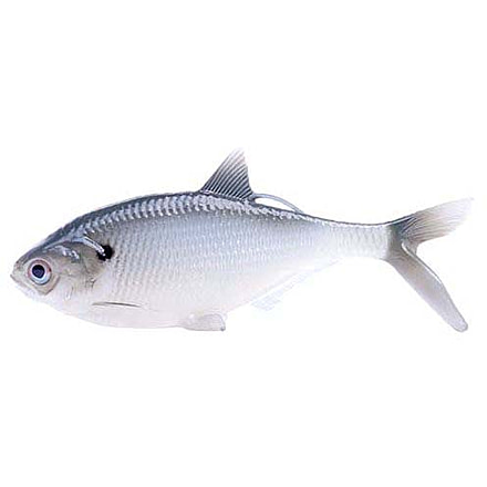 Rapala BAMF Shad Wedge Tail Swimbaits, 2, 5 - 5.25in, Silver Shad, CB-BAMFW5.25-6