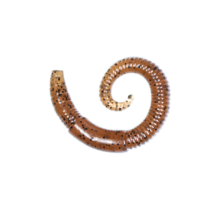 Lunkerhunt River Worm Worm, 8, 2in, Pumpkin, LHPFRW02