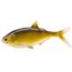 Rapala BAMF Shad Wedge Tail Swimbaits, 2, 5 - 5.25in, Golden Reteiever, CB-BAMFW5.25-3