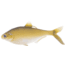 Rapala BAMF Shad Wedge Tail Swimbaits, 1, 5 - 5.25in, Golden Retriever, CB-BAMFW8-3