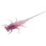 Rapala Bernie Panfish Plastics Soft Bait, 6, 5in, Purple Rain, BN-PR
