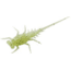 Rapala Bernie Panfish Plastics Soft Bait, 6, 5in, Radioactive Pickle, BN-RP