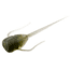 Rapala Paralyzer Panfish Plastics Soft Bait, 6, 5in, Greenhead, PL-GH