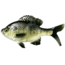 Rapala The Gill Boot Tail Swimbaits, 7, 5.25in, Rusty Bream, CB-Gill5.25-11