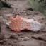 Adidas Terrex IG6582 TERREX AGRAVIC 3 W, Womens, AMBTIN/CRYWHT/PUTMAU, 8, IG6582-8