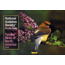 Audbn Pg Familiar Birds East, K. Kaufmann & J. Farrand, Publisher - Random House