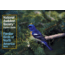 Audbn Pg Familiar Birds West, K. Kaufmann & J. Farrand, Publisher - Random House