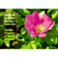 Audbn Pg Familiar Flower East, W. Nierig & R. Spellenberg, Publisher - Random House