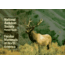 Audbn Pg Familiar Mammals, John Farrand, Publisher - Random House