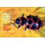 Audbn Pg Insects & Spider, John Farrand, Publisher - Random House