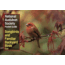 Audbn Pg Song & Bckyard Birds, Wayne Petersen, Publisher - Random House