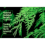 Audbn Pg Trees Of N Amer West, Jerry Franklin, Publisher - Random House