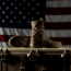 Belleville 520 Moto Ultra Light Assault EGA Boot - Mens, Coyote, 4.5 US, Regular, 520MOTO 045R