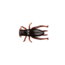 Berkley Gulp Cricket Creature Bait, 8, 1in, Cricket Brown, GHCR1-CRBR, Cricket Brown, 1206496