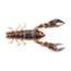 Berkley PowerBait Champ Craw Creature Bait, 3.5in, 6 Pack, HD Rusty Craw, 1523475