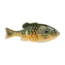 Berkley PowerBait Gilly Soft Bait, HD Pumpkinseed, 90, 1546053