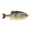 Berkley PowerBait Gilly Soft Bait, HD Sunfish, 90, 1546051