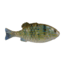 Berkley PowerBait Saltwater Gilly Soft Bait, Pinfish, 130, 1573105