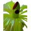 Blue Water Candy Spire Parachute Lure, Chartreuse Skirt/Chartreuse Head, 3oz, 88032