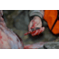Browning Primal Folding Knives, 2.75in, 420-J2, Scalpel, Composite Handle, N, 3220431