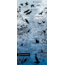 Buff National Geographic Headwear, Ocells 504832